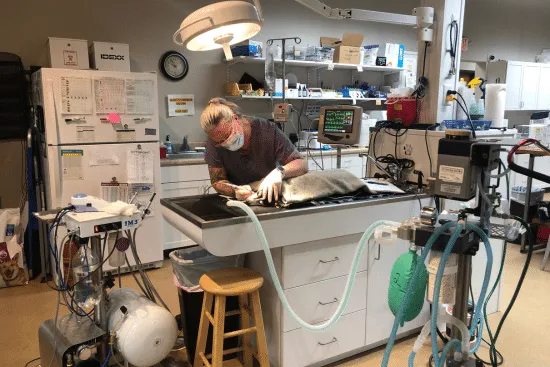 A veterinary technician examining a dog during dental care at Brawley Animal Hospital.